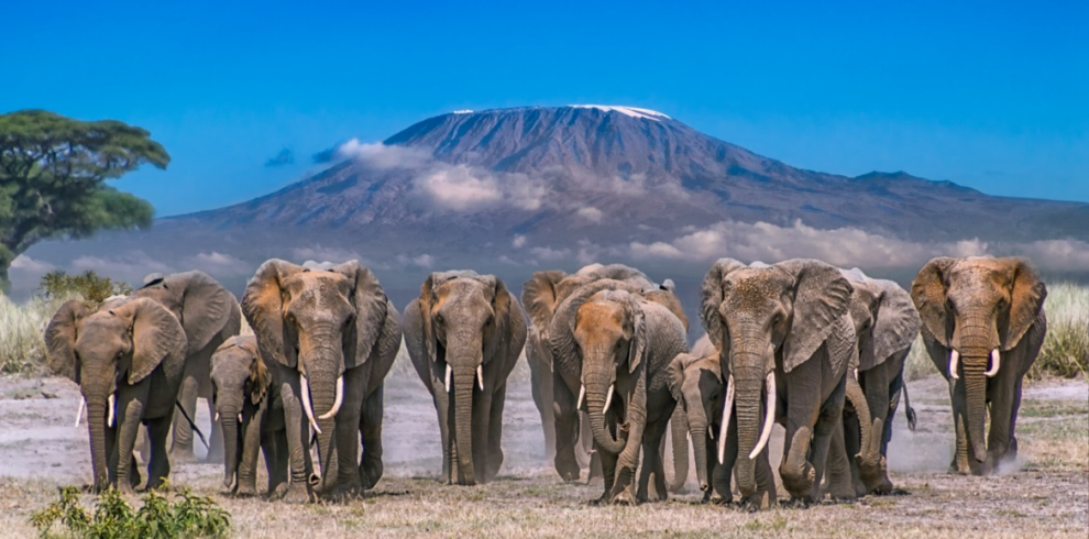 Amboseli