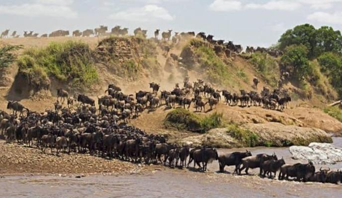 Masai+Mara+National+Reserve+-gnus