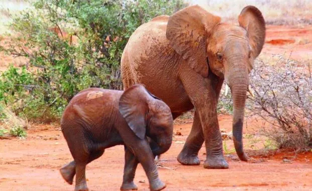 tsavo-east-elephant-mother-with-baby