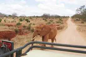 tsavo-west