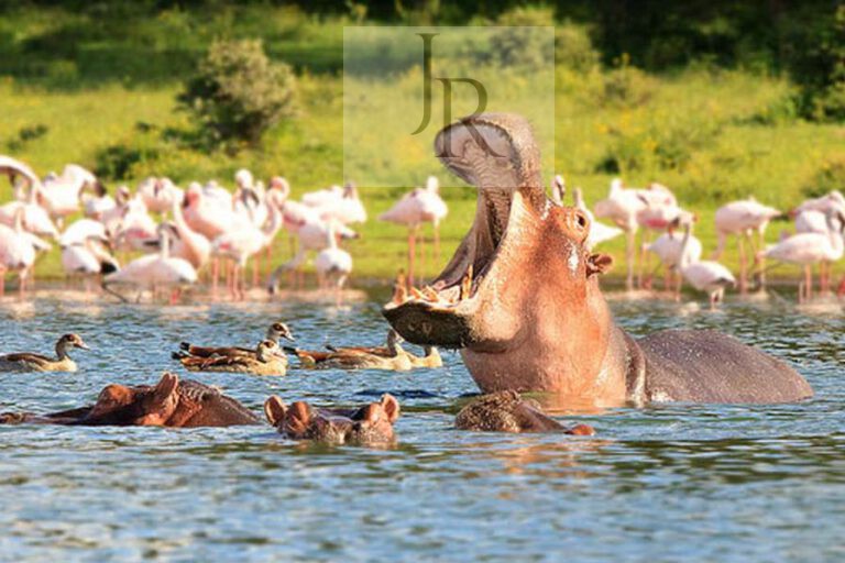 Crescent-Island-flusspferd