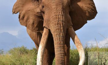 3 Days Tsavo West & Amboseli Safari