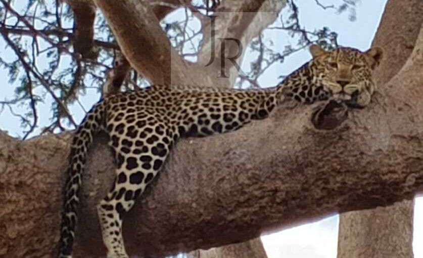 A Guide to Jungle Roar Safari Adventures