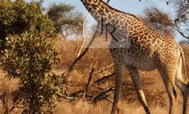 Giraffe among acacia trees and tall grass in Kenya
