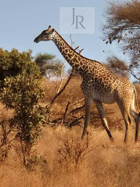 Giraffe among acacia trees and tall grass in Kenya