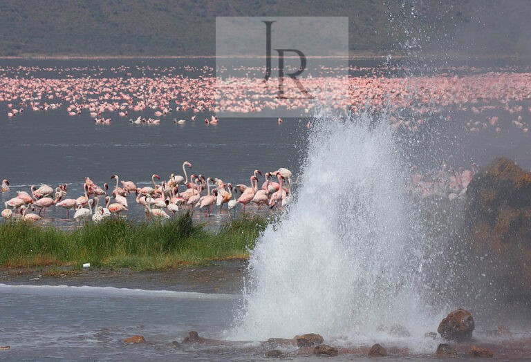 Rainbirder-Born_of_Fire