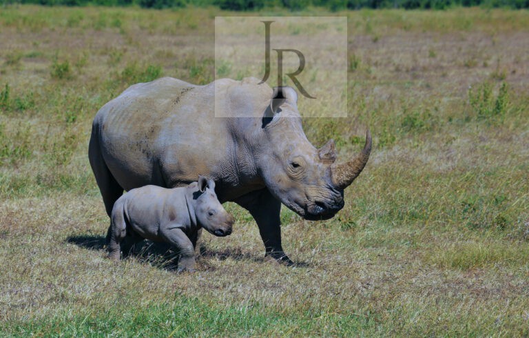 breitmaul-nashorn-Nashornbaby_Solio-KE-1