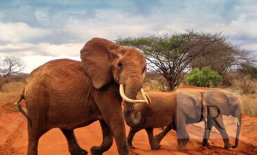 Red elephants in Tsavo East National Park on Kenya’s characteristic red soil