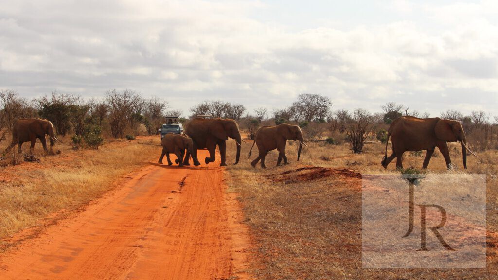 Elephant herd crossing a red safari track in Tsavo East National Park, Kenya.